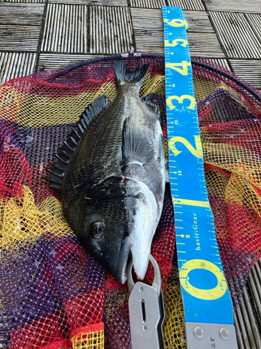 クロダイの釣果