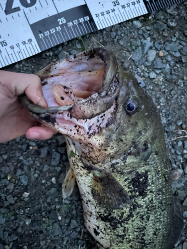 ブラックバスの釣果