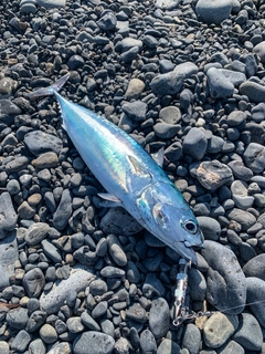 ソウダガツオの釣果