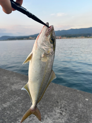 ショゴの釣果