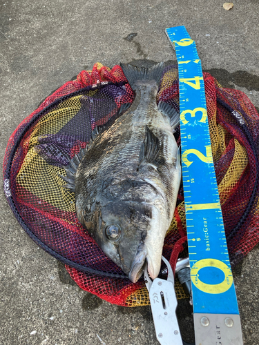 クロダイの釣果