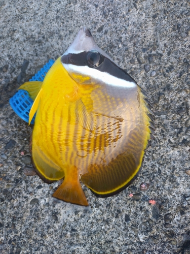 チョウチョウウオの釣果