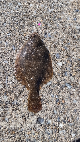 カレイの釣果