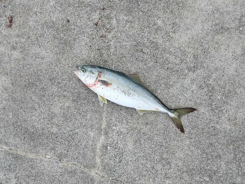 イナダの釣果