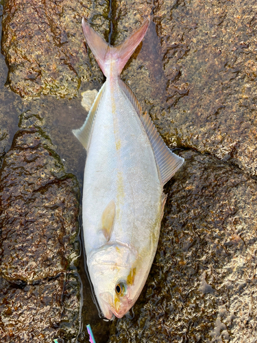 ショゴの釣果