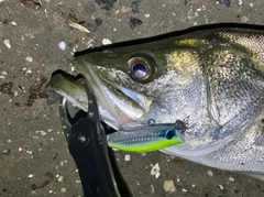 シーバスの釣果