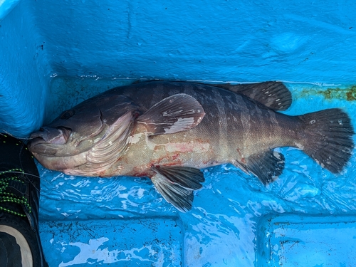 マハタの釣果