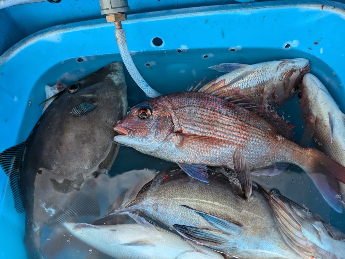 釣りバカじいさんさんの釣果 2枚目の画像