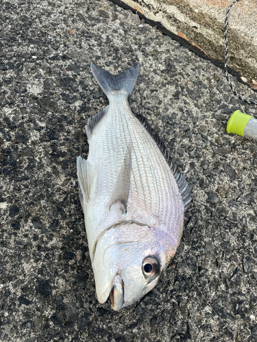 ヘダイの釣果