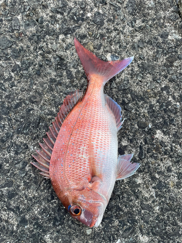 マダイの釣果