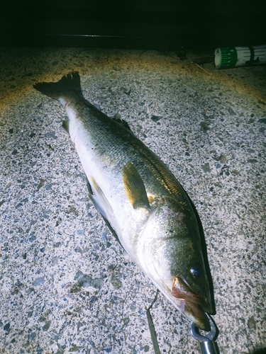 マルスズキの釣果