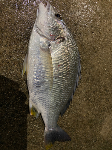 キビレの釣果