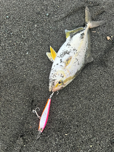 ショゴの釣果