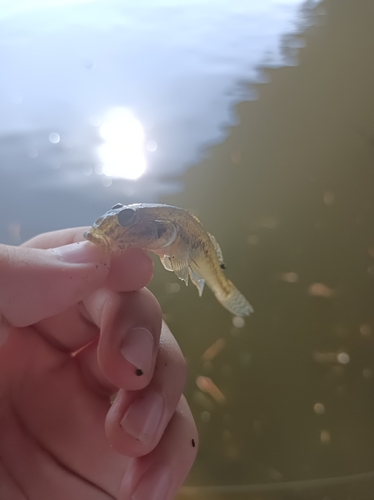 マハゼの釣果