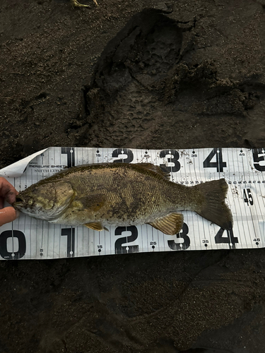 スモールマウスバスの釣果