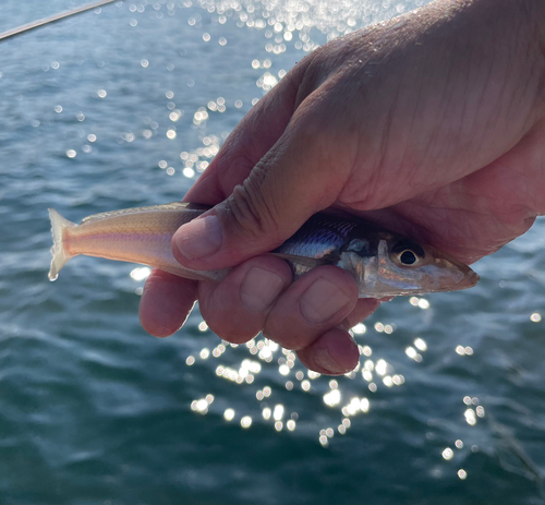 キスの釣果