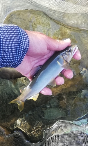 アユの釣果