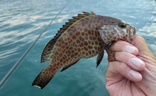 オオモンハタの釣果