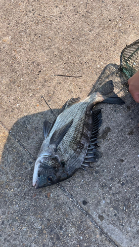 チヌの釣果