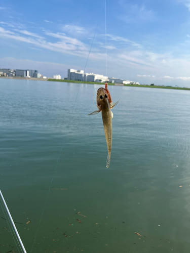 マハゼの釣果