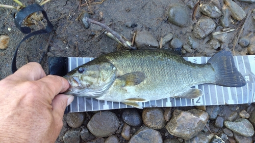 スモールマウスバスの釣果