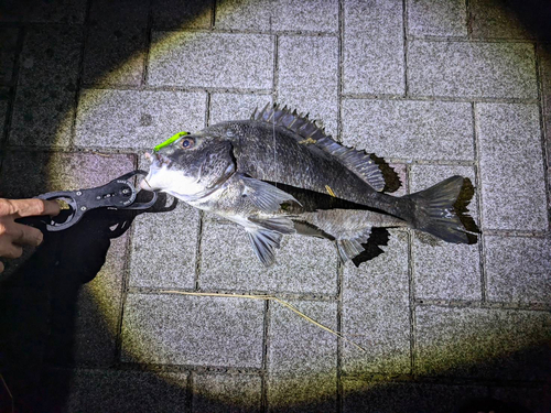 チヌの釣果