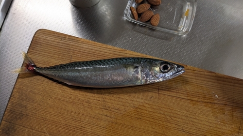 サバの釣果