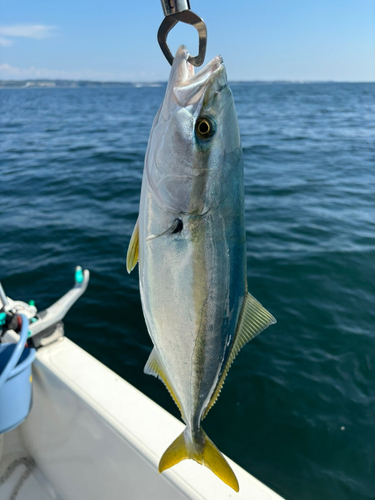 ワラサの釣果