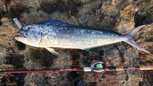 マヒマヒの釣果