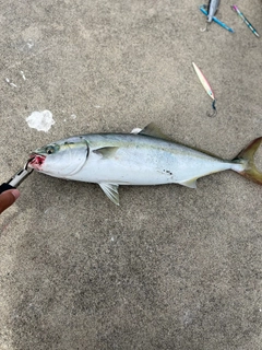 イナダの釣果