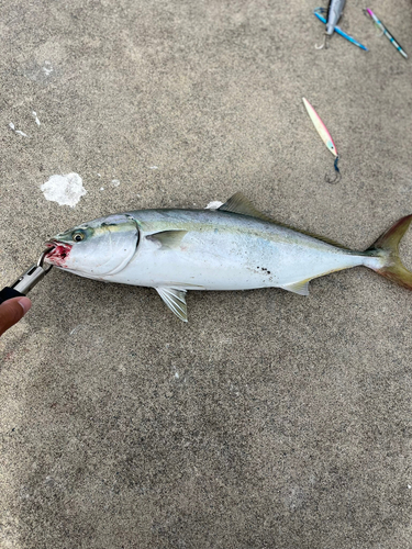 イナダの釣果