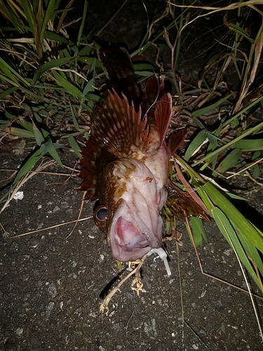 カサゴの釣果