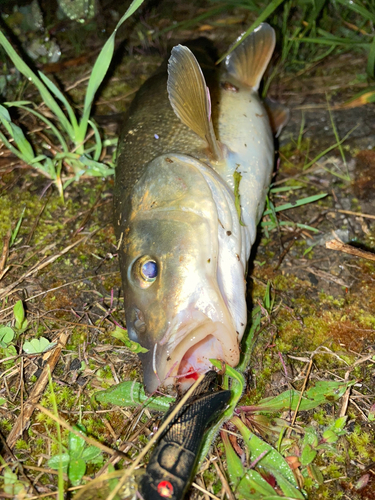 ウグイの釣果