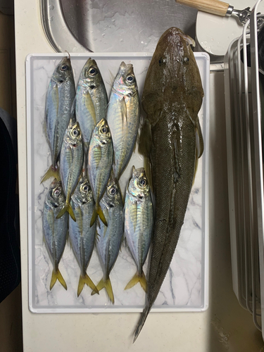 アジの釣果