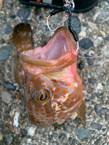 キジハタの釣果