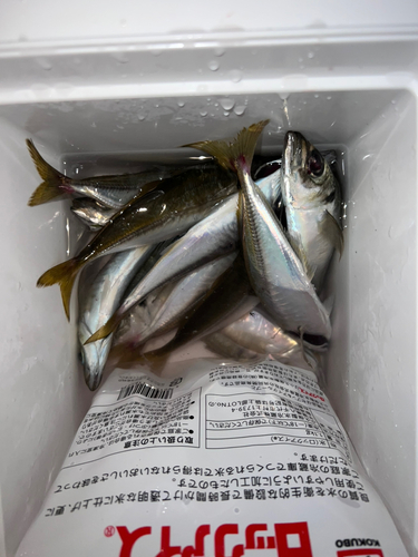 アジの釣果