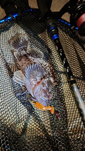 オウゴンムラソイの釣果