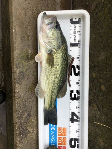 ブラックバスの釣果