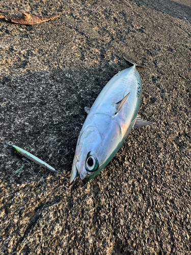 ソウダガツオの釣果