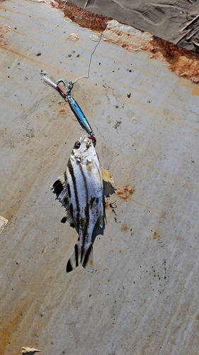 コトヒキの釣果