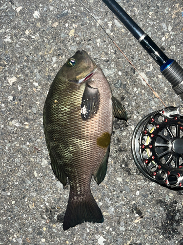 メジナの釣果