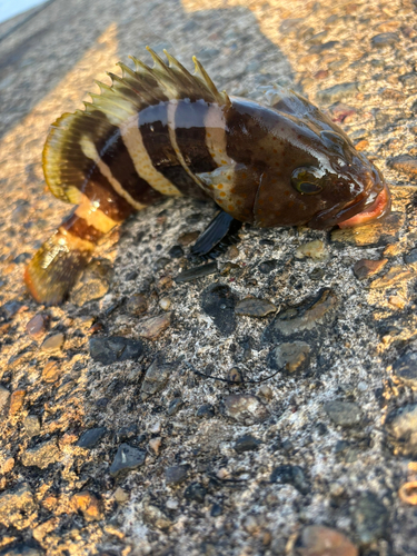 アオハタの釣果