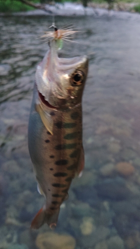 ヤマメの釣果