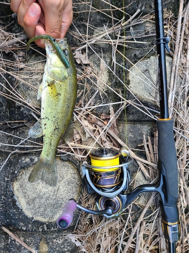 ラージマウスバスの釣果