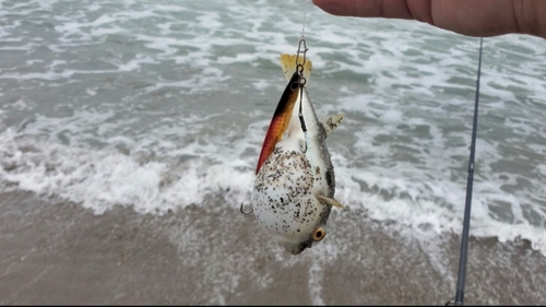 フグの釣果