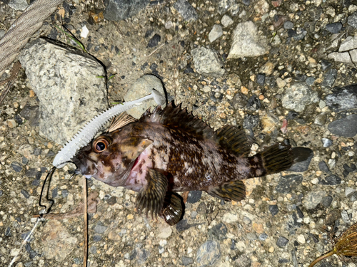 オウゴンムラソイの釣果