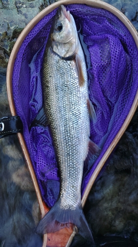 イワナの釣果