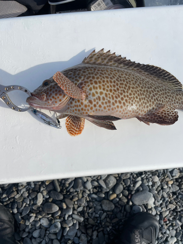 オオモンハタの釣果