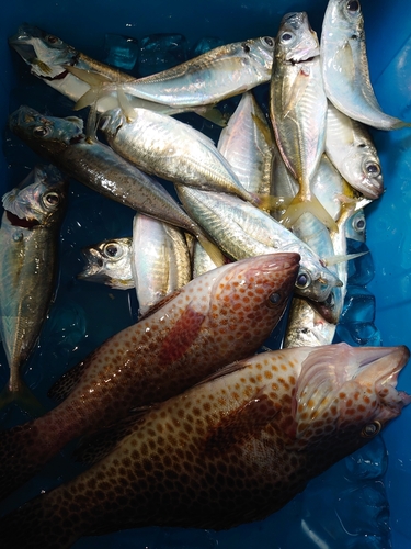 オオモンハタの釣果