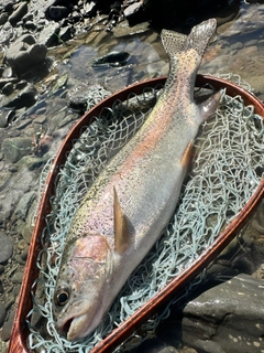 ニジマスの釣果